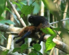 Saguinus fuscicollis