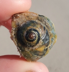 Neverita duplicata