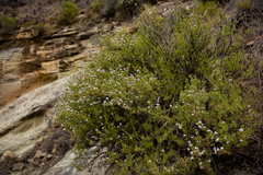 Eriocephalus tenuifolius