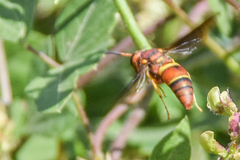Euodynerus crypticus
