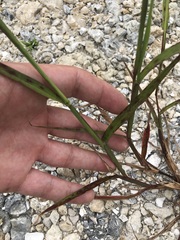 Cenchrus echinatus