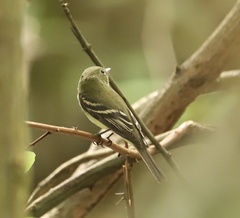 Empidonax virescens