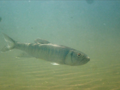 Opsariichthys bidens