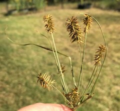 Cyperus hystricinus