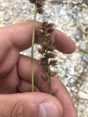 Cenchrus echinatus