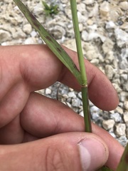Cenchrus echinatus