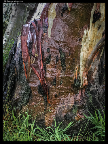 River Red Gum