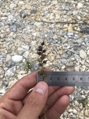 Cenchrus echinatus