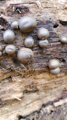 Lycogala flavofuscum