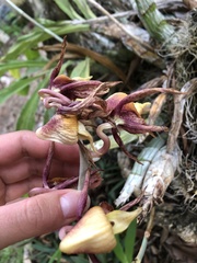 Mormodes