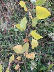 Populus deltoides