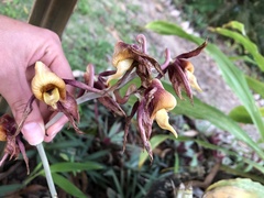 Mormodes