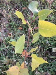 Populus deltoides