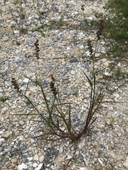 Cenchrus echinatus