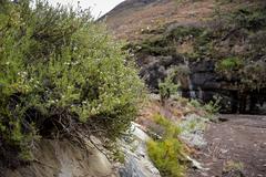 Eriocephalus tenuifolius