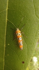Atteva aurea