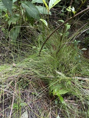 Eleocharis tortilis