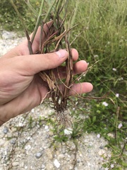 Cenchrus echinatus