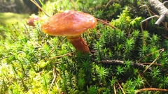 Suillus grevillei