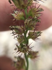 Cenchrus echinatus