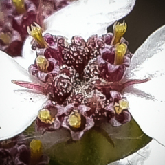 Eriocephalus tenuifolius