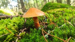 Suillus grevillei
