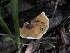 Hexagonia