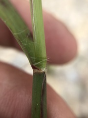 Cenchrus echinatus