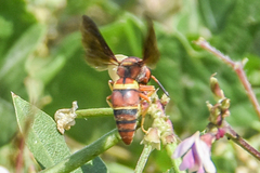 Euodynerus crypticus