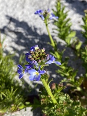 Lobelia comosa
