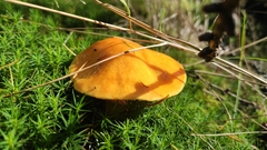 Suillus grevillei