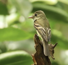 Empidonax virescens