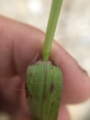Cenchrus echinatus