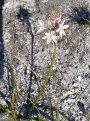 Trachyandra hirsutiflora