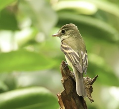 Empidonax virescens