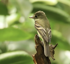 Empidonax virescens