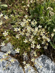 Saxifraga bronchialis