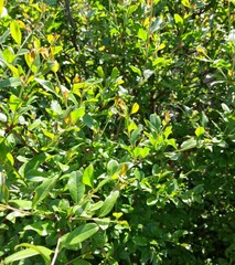 Buxus sempervirens