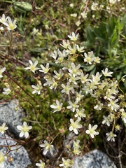 Saxifraga bronchialis