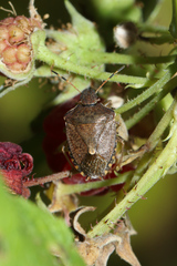 Peribalus strictus vernalis