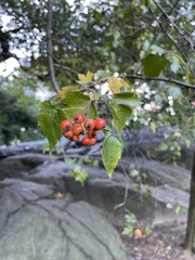 Crataegus phaenopyrum