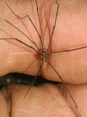 Leiobunum blackwalli