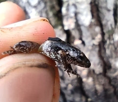 Eleutherodactylus nitidus