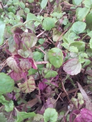 Plectranthus verticillatus