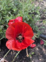 Papaver rhoeas