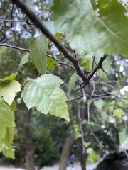 Crataegus phaenopyrum