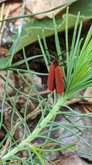 Dictyoptera aurora