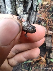 Eleutherodactylus nitidus