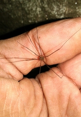 Leiobunum blackwalli