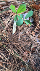 Toxicodendron pubescens